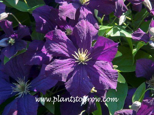 Clematis Jackmanii Superba has larger and a richer purple color to the flowers.